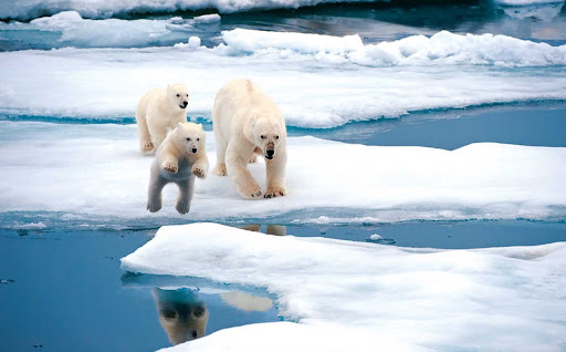Температурный рекорд в Арктике
